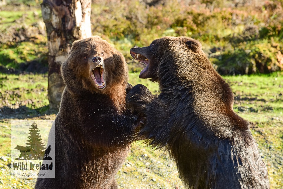 wild animals ireland donegal bears boarlets boars wild boar