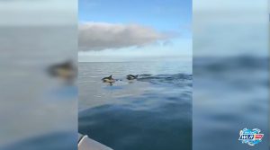 dolphins and whale portally