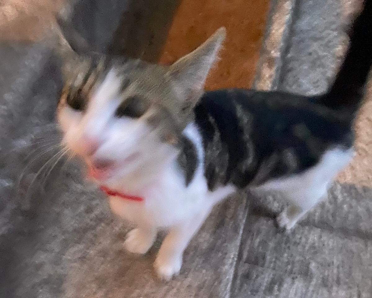 missing cat gracedieu