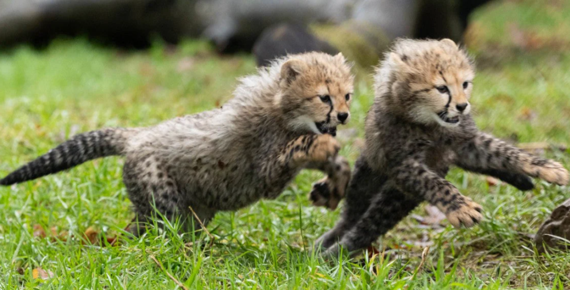 Northern cheetah cubs